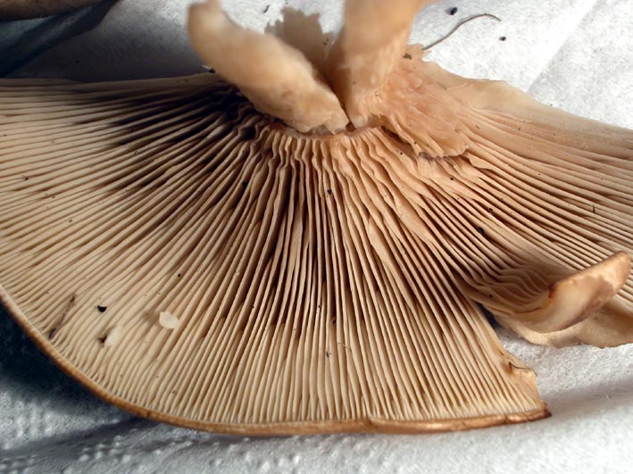 Mattinata sul Pian Piccolo